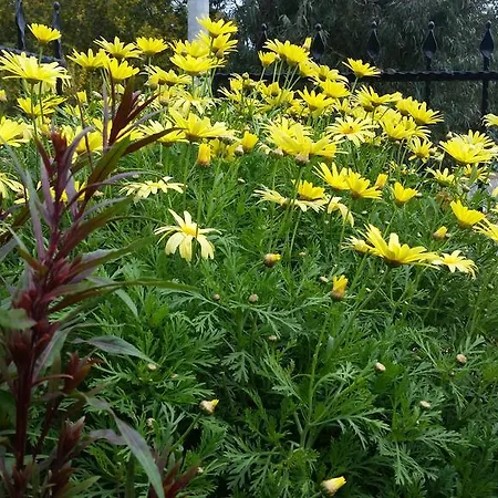 Portakal Butik Selimiye (Aegean)
